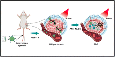 Graphical abstract: A NIR-driven green affording-oxygen microrobot for targeted photodynamic therapy of tumors