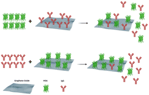 Graphical abstract: Competition of opsonins and dysopsonins on the nanoparticle surface