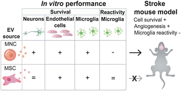 Graphical abstract: Small extracellular vesicles administered directly in the brain promote neuroprotection and decreased microglia reactivity in a stroke mouse model