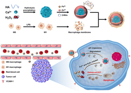 Graphical abstract: Macrophage-membrane-coated hybrid nanoparticles with self-supplied hydrogen peroxide for enhanced chemodynamic tumor therapy