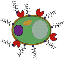 Graphical abstract: Self-decorating cells via surface-initiated enzymatic controlled radical polymerization