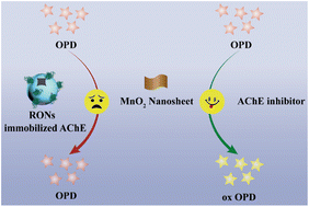 Graphical abstract: Ruptured organosilica nanocapsules immobilized acetylcholinesterase coupled with MnO2 nanozyme for screening inhibitors from Inula macrophylla