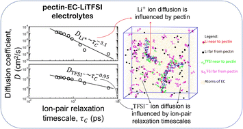 Graphical abstract: Ion transport mechanisms in pectin-containing EC–LiTFSI electrolytes