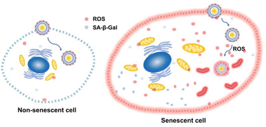 Graphical abstract: In vivo senescence imaging nanoprobe targets the associated reactive oxygen species