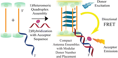 Graphical abstract: Heteromeric guanosine (G)-quadruplex derived antenna modules with directional energy transfer