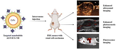 Graphical abstract: Nanobody-loaded nanobubbles targeting the G250 antigen with ultrasound/photoacoustic/fluorescence multimodal imaging capabilities for specifically enhanced imaging of RCC