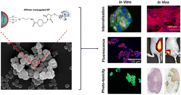 Graphical abstract: Photoactive imaging and therapy for colorectal cancer using a CEA-Affimer conjugated Foslip nanoparticle