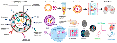 Graphical abstract: A state-of-the-art liposome technology for glioblastoma treatment