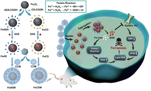 Graphical abstract: Intracellular self-aggregation of biomimetic Fe3O4 nanoparticles for enhanced ferroptosis-inducing therapy of breast cancer