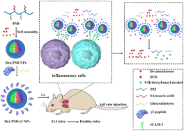 Graphical abstract: ICAM-1 targeted and ROS-responsive nanoparticles for the treatment of acute lung injury