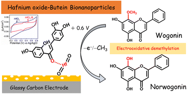 Graphical abstract: Buteinylated-hafnium oxide bionanoparticles for electrochemical sensing of wogonin