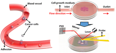 Graphical abstract: Single-cell force spectroscopy of fluid flow-tuned cell adhesion for dissecting hemodynamics in tumor metastasis