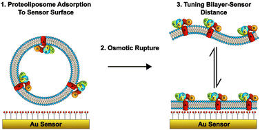 Graphical abstract: Distance tuneable integral membrane protein containing floating bilayers via in situ directed self-assembly