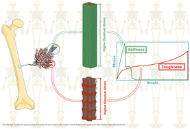 Graphical abstract: Elucidating the role of diverse mineralisation paradigms on bone biomechanics – a coarse-grained molecular dynamics investigation