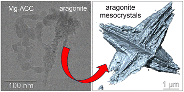 Graphical abstract: Formation and properties of spindle-shaped aragonite mesocrystals from Mg-bearing solutions