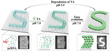 Graphical abstract: The controllable patterning of tannic acid on DNA origami