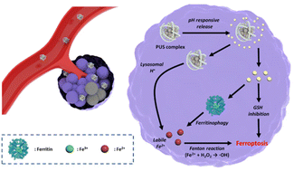 Graphical abstract: A polymeric iron oxide nanocomplex loaded with sulfasalazine: an approach for inducing ferritinophagy-assisted ferroptosis for anti-cancer therapy