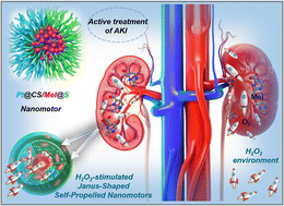 Graphical abstract: H2O2-stimulated Janus-shaped self-propelled nanomotors as an active treatment for acute renal injury