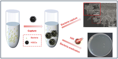 Graphical abstract: Sunflower pollen-derived microcapsules adsorb light and bacteria for enhanced antimicrobial photothermal therapy