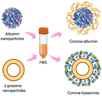 Graphical abstract: Differential cellular responses to FDA-approved nanomedicines: an exploration of albumin-based nanocarriers and liposomes in protein corona formation
