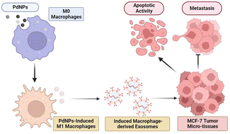 Graphical abstract: Manipulating macrophage polarization with nanoparticles to control metastatic behavior in heterotypic breast cancer micro-tissues via exosome signaling