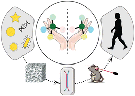 Graphical abstract: Chiral nanomaterials in tissue engineering