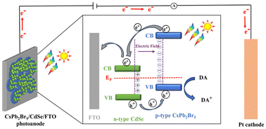 Graphical abstract: Water-stable perovskite CsPb2Br5/CdSe quantum dot-based photoelectrochemical sensors for the sensitive determination of dopamine