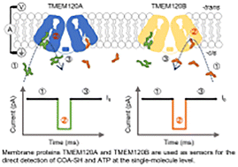 Graphical abstract: Direct single-molecule detection of CoA-SH and ATP by the membrane proteins TMEM120A and TMEM120B