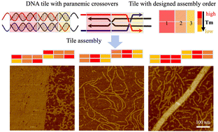 Graphical abstract: Self-assembly of DNA parallel double-crossover motifs