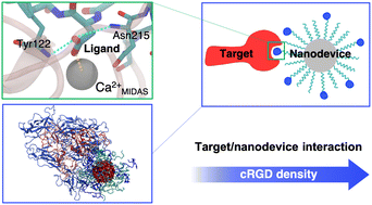 Graphical abstract: Mechanism of RGD-conjugated nanodevice binding to its target protein integrin αVβ3 by atomistic molecular dynamics and machine learning
