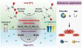 Graphical abstract: Oxidase-like manganese oxide nanoparticles: a mechanism of organic acids/aldehydes as electron acceptors and potential application in cancer therapy