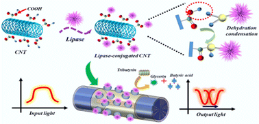 Graphical abstract: A lipase-conjugated carbon nanotube fiber-optic SPR sensor for sensitive and specific detection of tributyrin