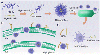 Graphical abstract: Turning cationic antimicrobial peptide KR-12 into self-assembled nanobiotics with potent bacterial killing and LPS neutralizing activities