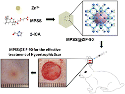 Graphical abstract: Zeolitic imidazolate framework-90 loaded with methylprednisolone sodium succinate effectively reduces hypertrophic scar in vivo