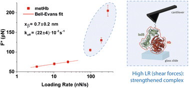 Graphical abstract: Nanoscale dynamical investigation of the hemoglobin complex with the bacterial protein IsdB: is their interaction stabilized by catch bonds?