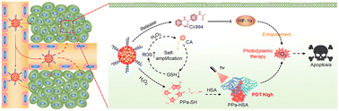 Graphical abstract: Self-amplified activatable nanophotosensitizers for HIF-1α inhibition-enhanced photodynamic therapy