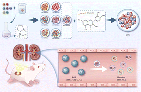 Graphical abstract: A bimetallic nanozyme coordinated with quercetin for efficient radical scavenging and treatment of acute kidney injury