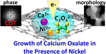Graphical abstract: Nickel as a modifier of calcium oxalate: an in situ liquid cell TEM investigation of nucleation and growth