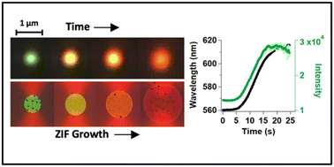 Graphical abstract: Tunable growth of a single high-density ZIF nanoshell on a gold nanoparticle isolated in an optical trap