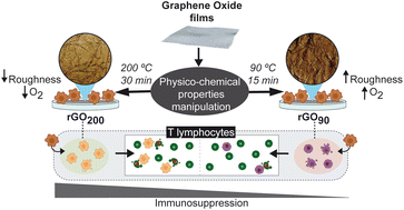 Graphical abstract: Graphene oxide films as a novel tool for the modulation of myeloid-derived suppressor cell activity in the context of multiple sclerosis