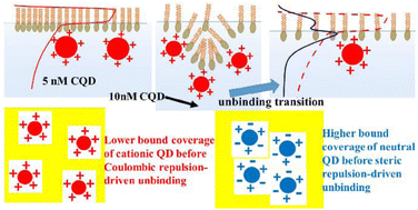 Graphical abstract: Spontaneous unbinding transition of nanoparticles adsorbing onto biomembranes: interplay of electrostatics and crowding