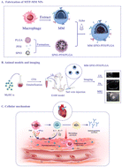 Graphical abstract: Macrophage membrane-modified targeted phase-change nanoparticles for multimodal imaging of experimental autoimmune myocarditis
