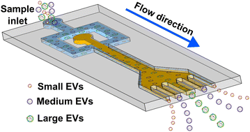 Graphical abstract: Viscoelastic microfluidics for enhanced separation resolution of submicron particles and extracellular vesicles