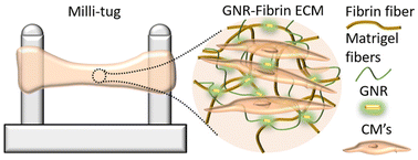 Graphical abstract: Improving the development of human engineered cardiac tissue by gold nanorods embedded extracellular matrix for long-term viability