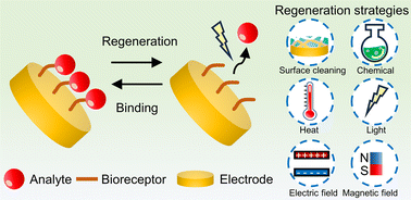 Graphical abstract: Recent progress in biosensor regeneration techniques