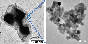 Graphical abstract: A rapid and specific antimicrobial resistance detection of Escherichia coli via magnetic nanoclusters