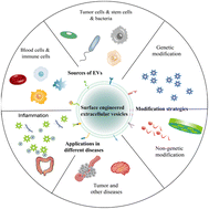Graphical abstract: Recent advances in therapeutic engineered extracellular vesicles
