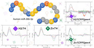 Graphical abstract: Interactions between achiral porphyrins and a mature miRNA