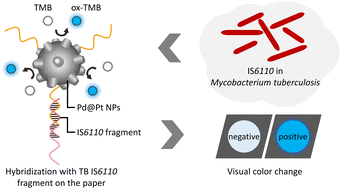 Graphical abstract: Diagnosis of Mycobacterium tuberculosis using palladium–platinum bimetallic nanoparticles combined with paper-based analytical devices