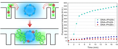 Graphical abstract: Tunable nanofluidic device for digital nucleic acid analysis